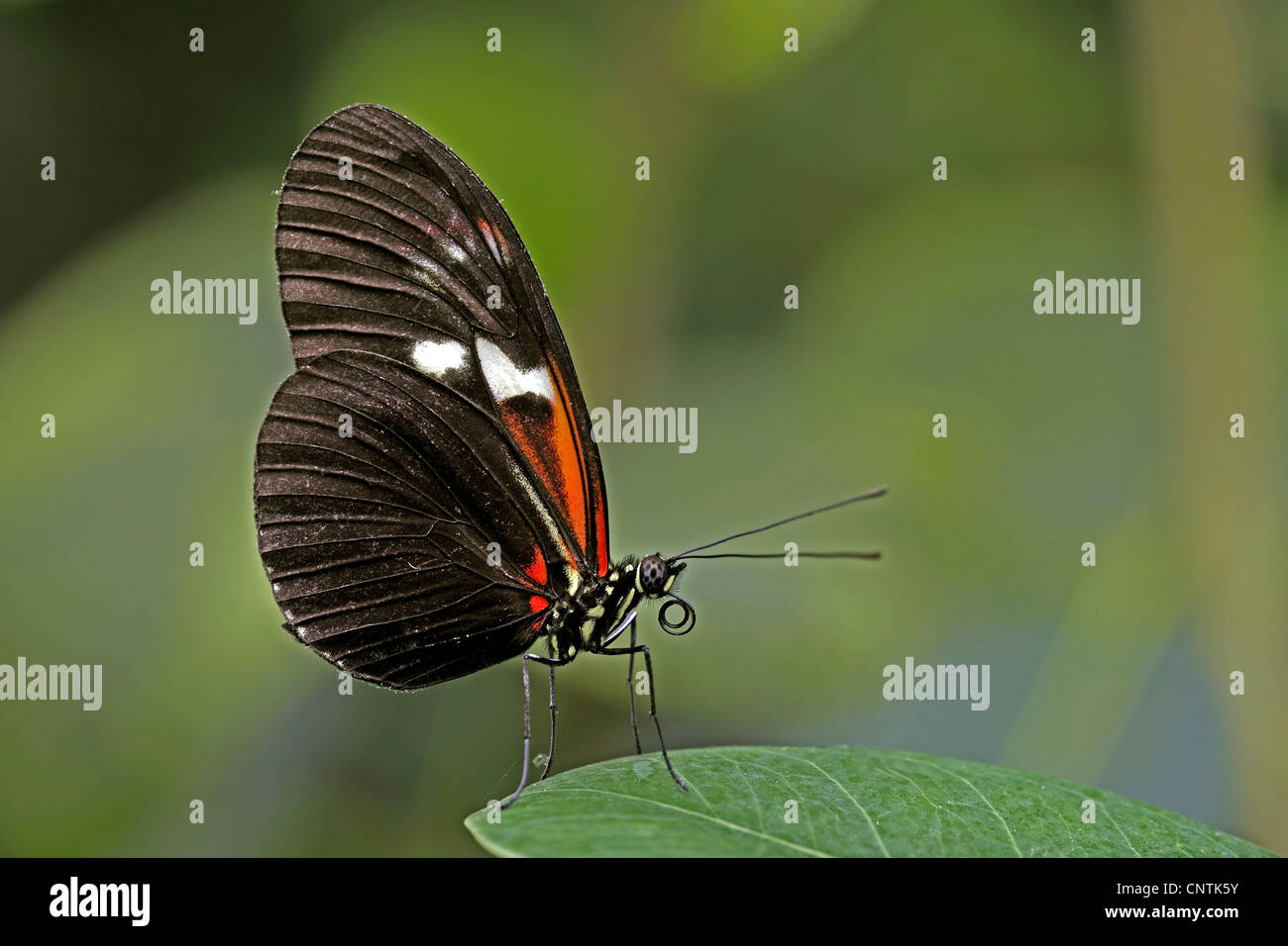 Hecales longwing, passioni fiore butterfl (Heliconius melpomene :), seduta su una foglia Foto Stock