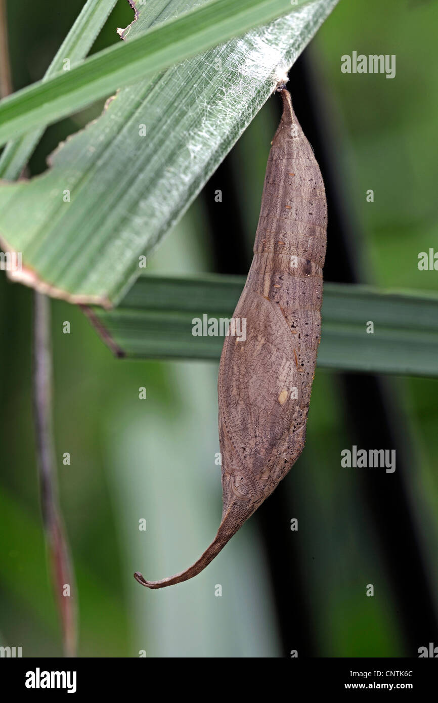 Automedon Eryphanis (Eryphanis automedon), pupa in corrispondenza di una lama di erba Foto Stock