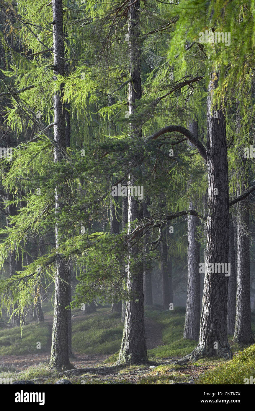 Larice comune, EUROPEE Larice (Larix decidua, Larix europaea), bosco di larici, Regno Unito, Scozia Foto Stock