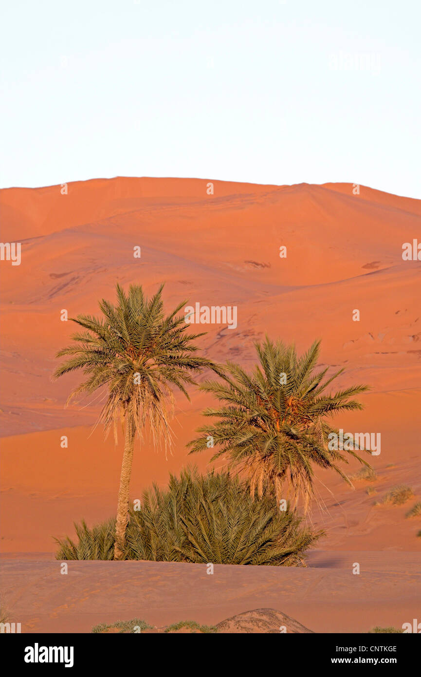 Erg Chebbi, Marocco Foto Stock