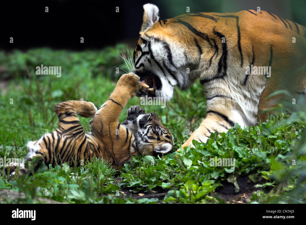 La tigre di Sumatra (Panthera tigris sumatrae), la madre e il bambino romping su un campo aperto di piante verdi Foto Stock