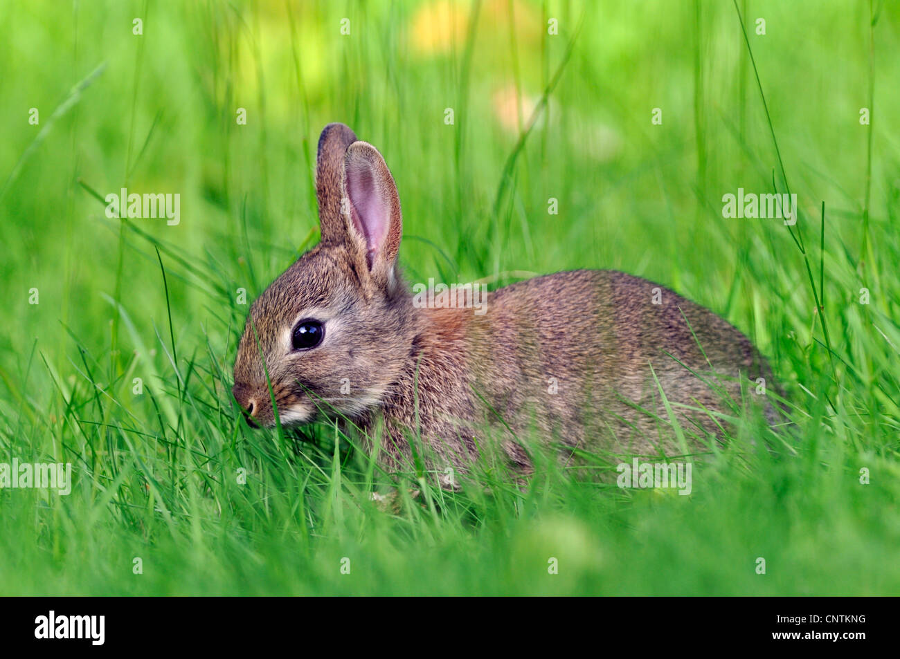 Coniglio europeo (oryctolagus cuniculus), seduti in un prato, Germania Foto Stock