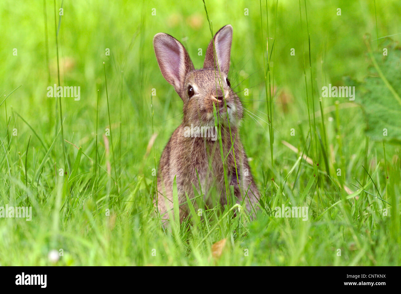 Coniglio europeo (oryctolagus cuniculus), seduti in un prato, Germania Foto Stock