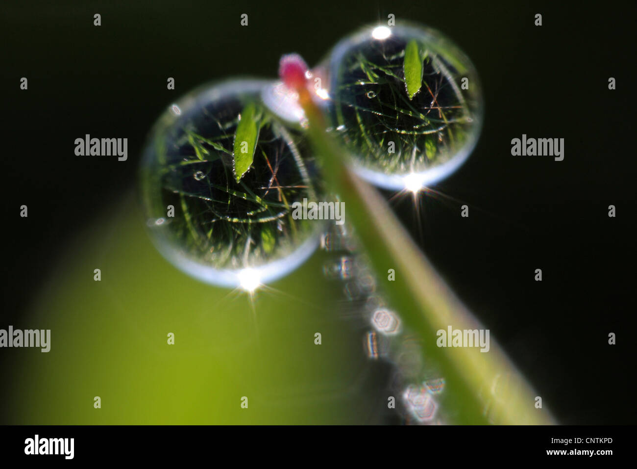 Due gocce di acqua in corrispondenza di una lama di erba con immagini mirroe, in Germania, in Renania Palatinato Foto Stock