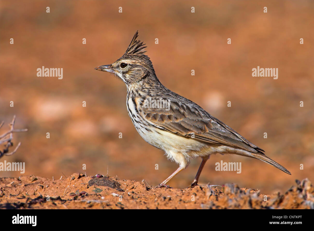 Thekla lark (Galerida malabarica, Galerida theklae), in habitat, Marocco Foto Stock