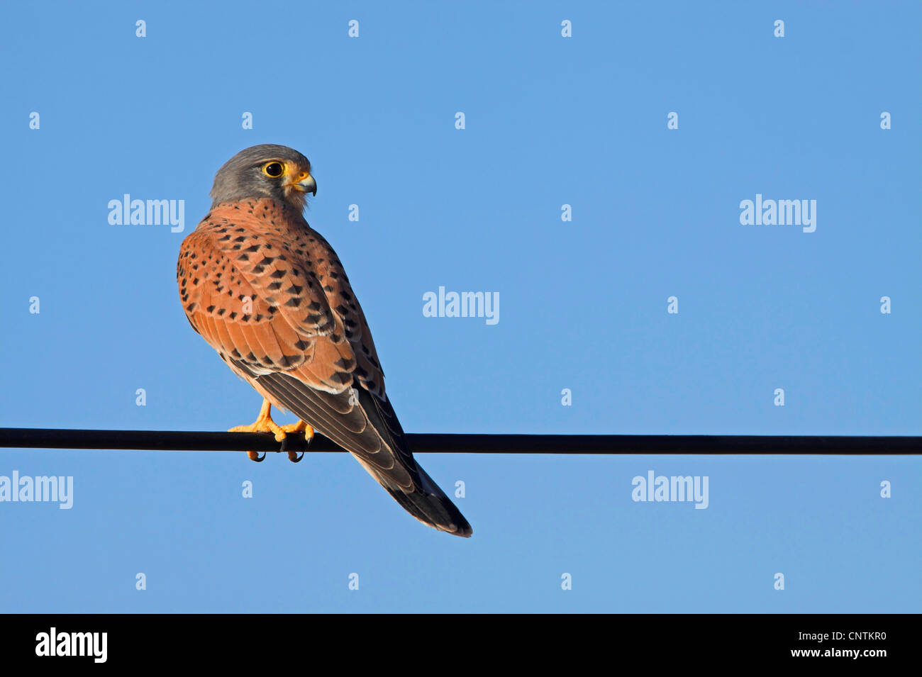 Comune di gheppio (Falco tinnunculus), sul cavo elettrico, Marocco Foto Stock