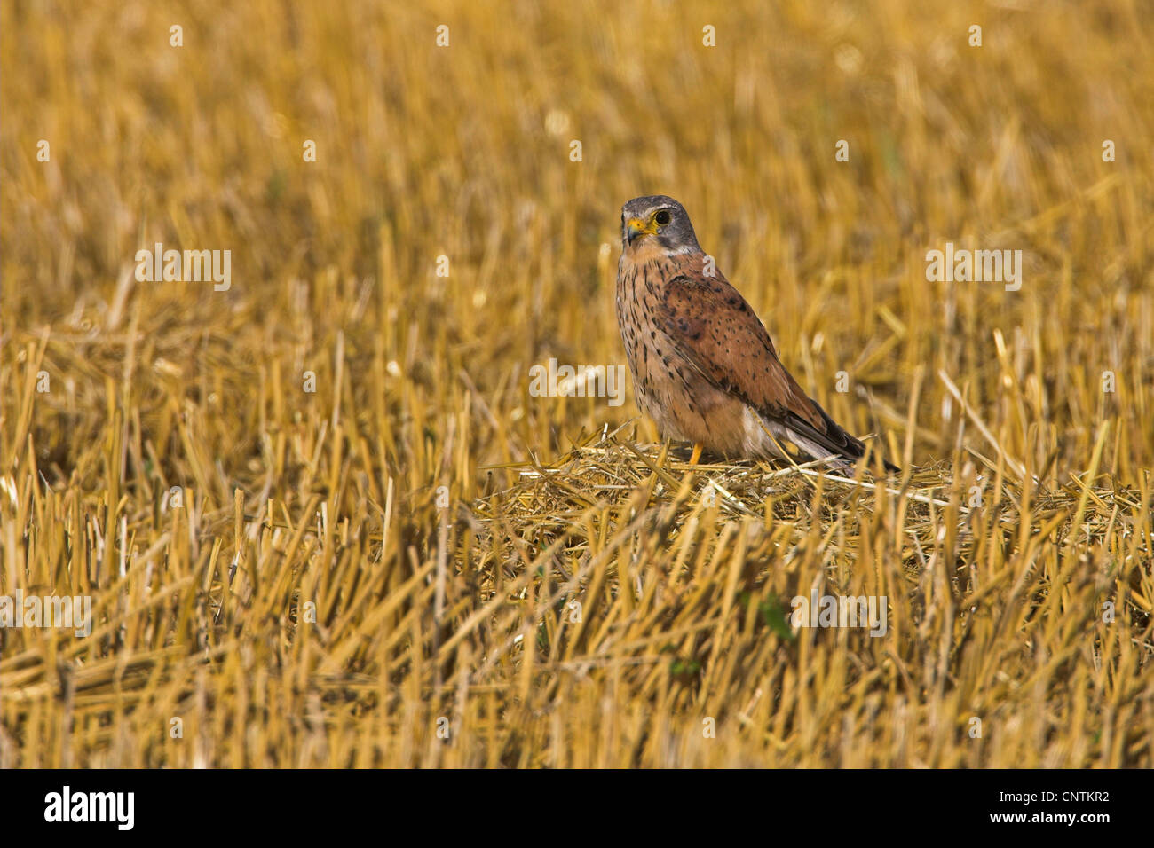 Comune di gheppio (Falco tinnunculus), sul campo di stoppie, in Germania, in Renania Palatinato Foto Stock