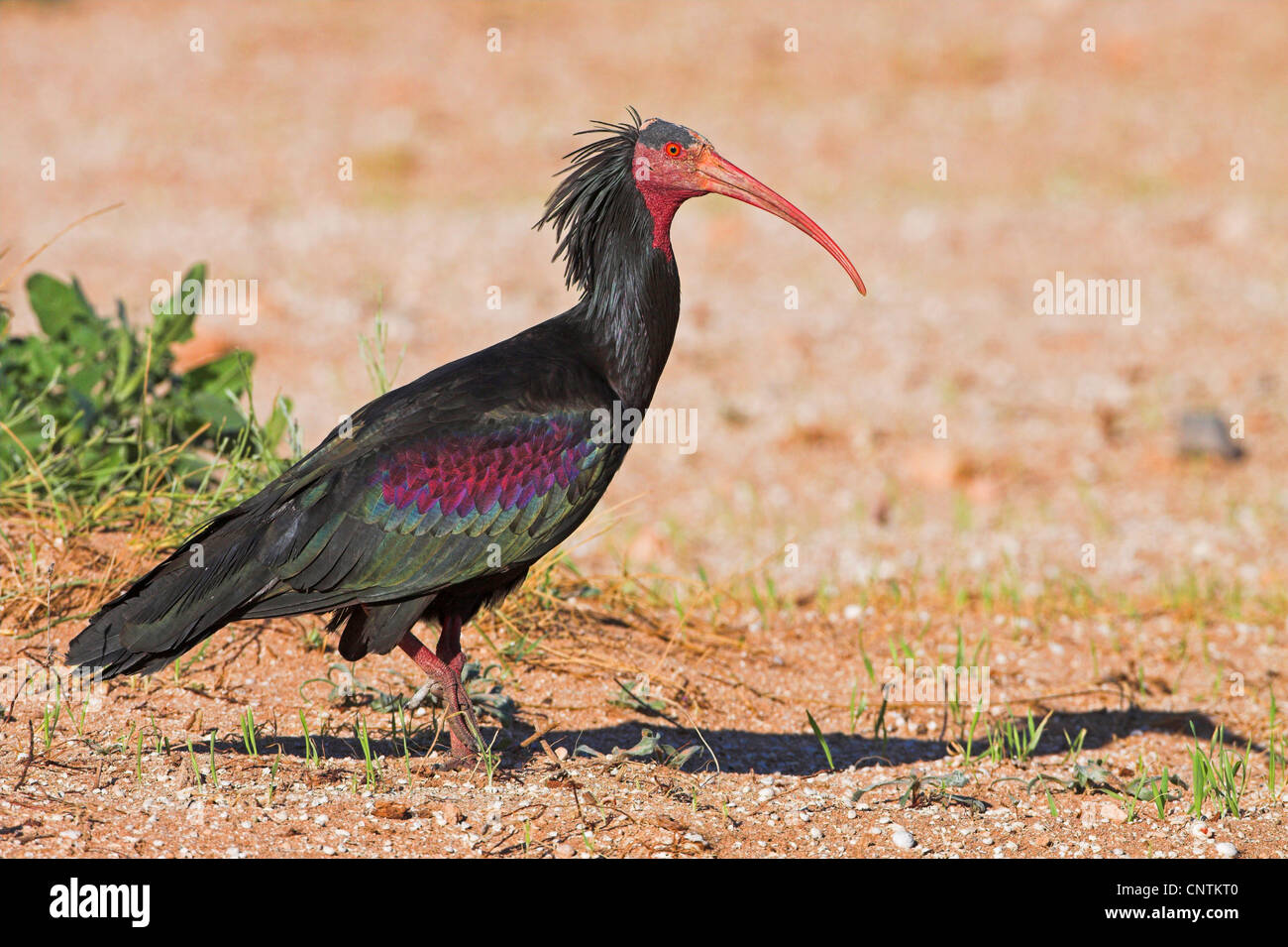 Ibis eremita (Geronticus eremita), sui mangimi, Marocco Foto Stock