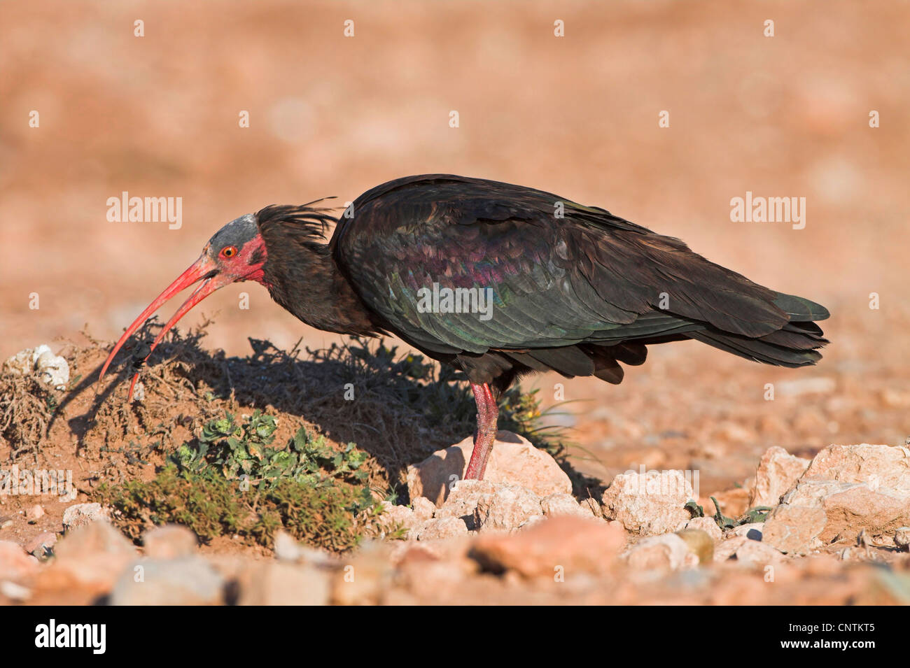 Ibis eremita (Geronticus eremita), sui mangimi, Marocco Foto Stock