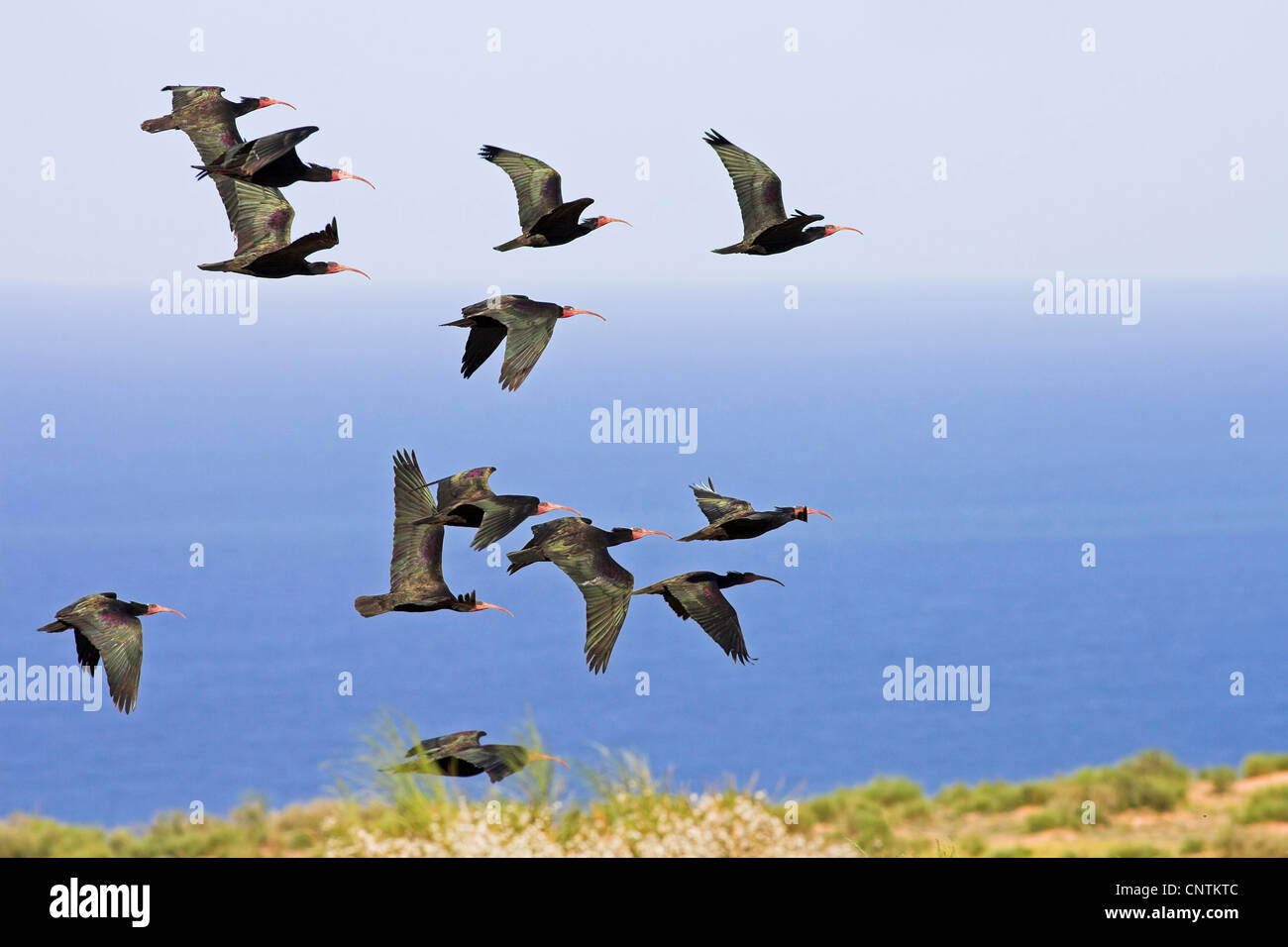 Ibis eremita (Geronticus eremita), gruppo battenti, Marocco Foto Stock