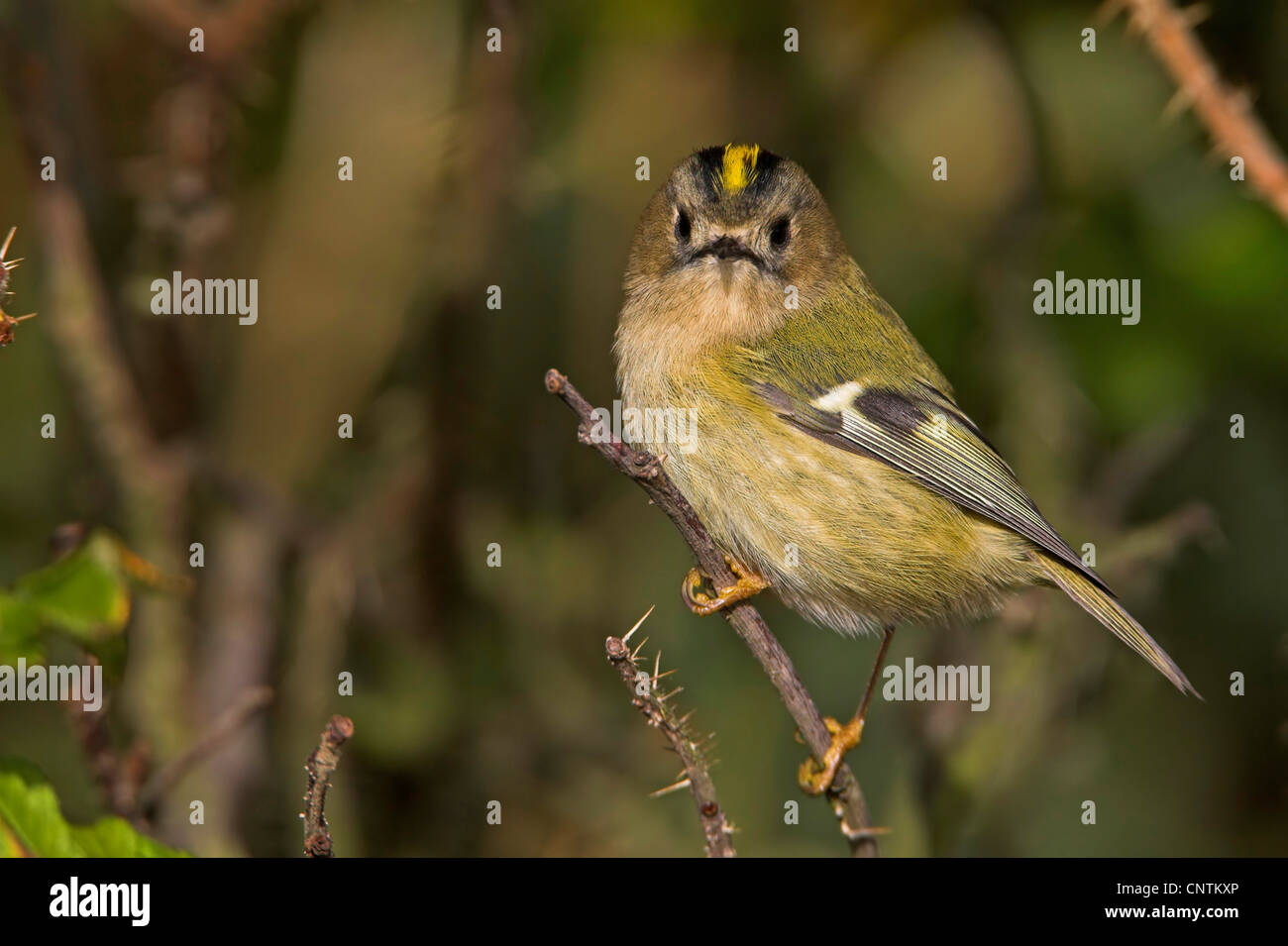 Goldcrest (Regulus regulus), il ramoscello, Germania, Schleswig-Holstein, Isola di Helgoland Foto Stock