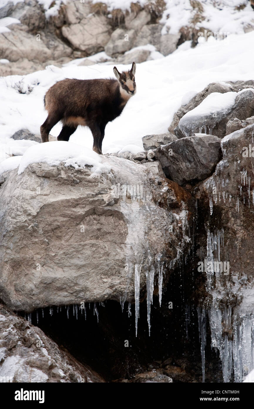 Il camoscio (Rupicapra rupicapra), in piedi in un snowcovered paesaggio di montagna al di sopra di una grotta ingresso con ghiaccioli, in Germania, in Baviera, Allgaeuer Alpen, Nebelhorn Foto Stock