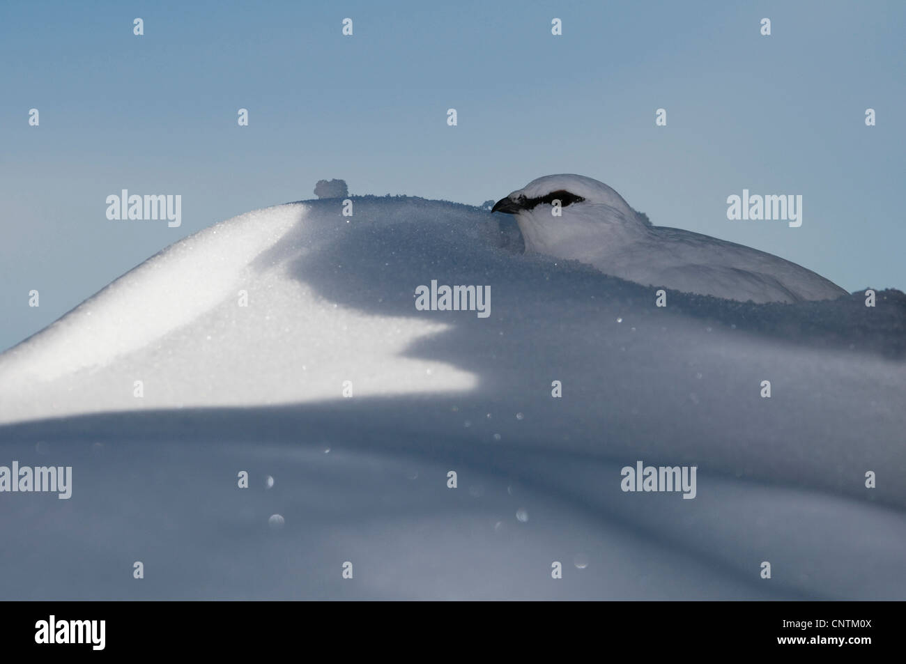 Pernice bianca, Neve di pollo (Lagopus mutus), seduti su un cumulo di neve in inverno piumaggio, in Germania, in Baviera, Allgaeuer Alpen Foto Stock