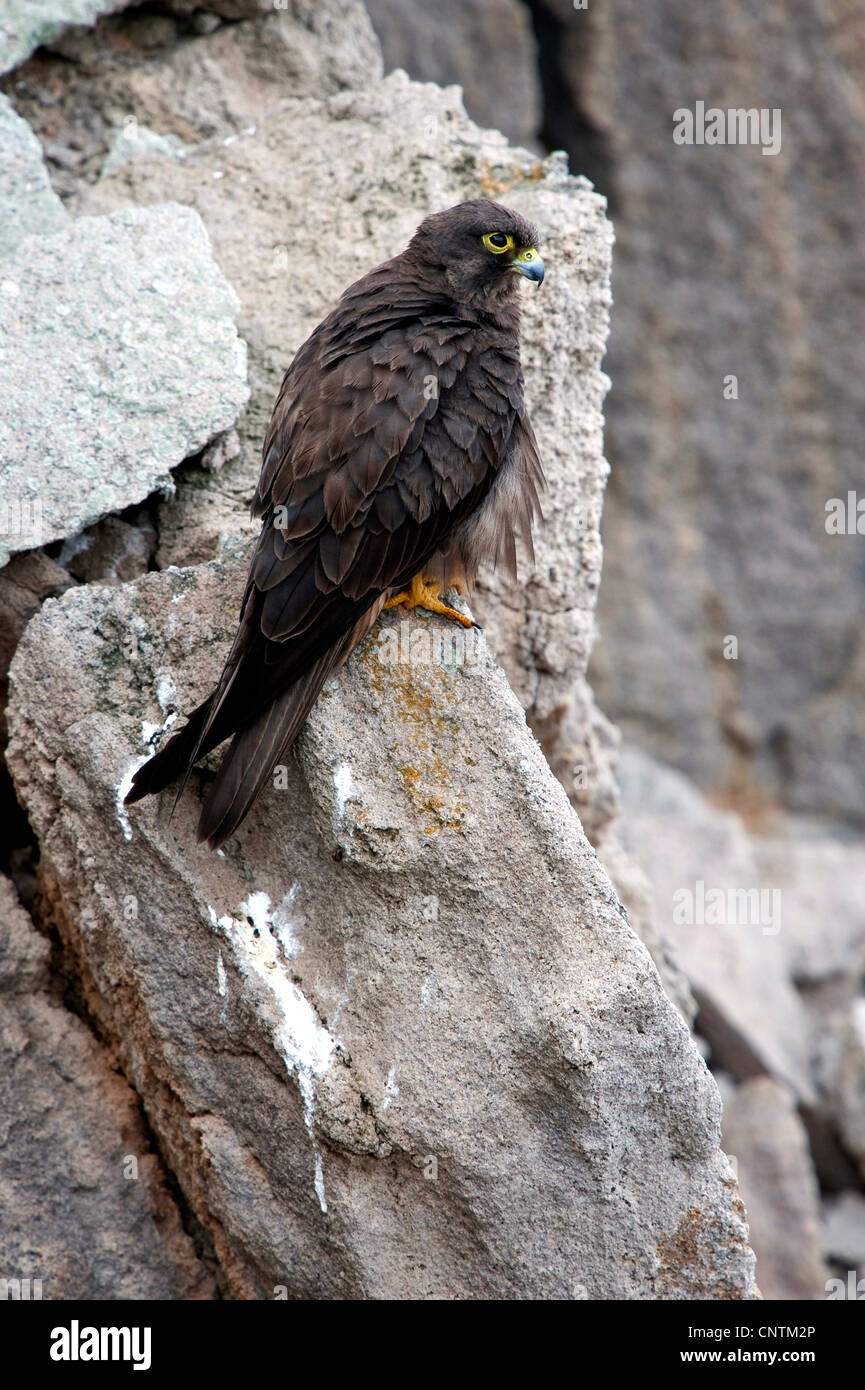 Falco della regina (Falco eleonorae), maschio scuro seduti ad una roccia, Italia, Sardegna, Isola di San Pietro, Capo Sandalo Foto Stock