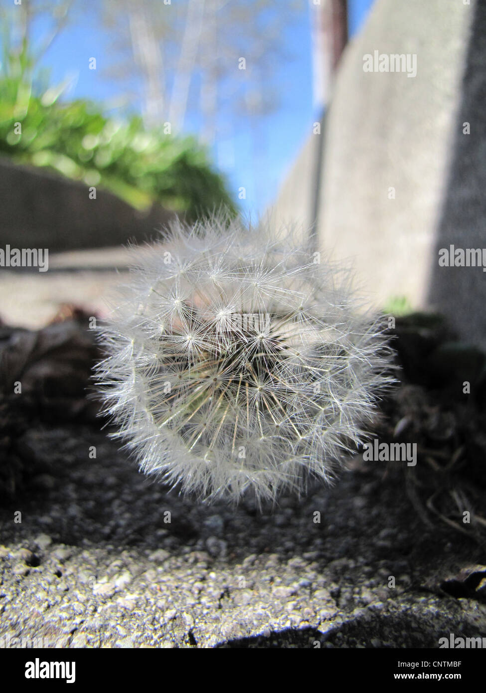 Comune di tarassaco (Taraxacum officinale), Tarassaco orologio, blowball crescendo in gronda, Stati Uniti, California, Santa Cruz Foto Stock