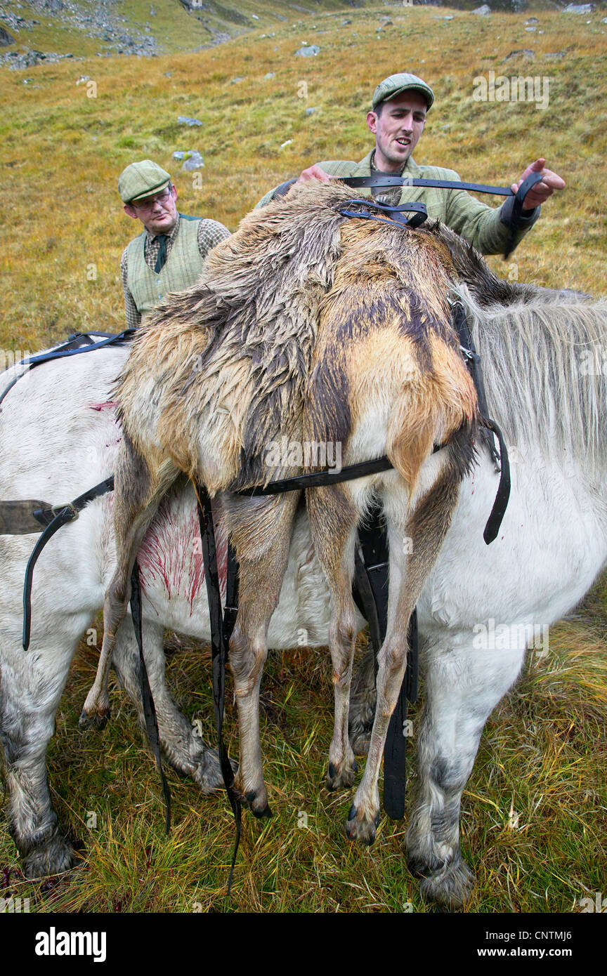 Il cervo (Cervus elaphus), Stalker caricamento shot cerve sul retro di un altopiano Pony, Regno Unito, Scozia, Sutherland, Alladale deserto riserva Foto Stock