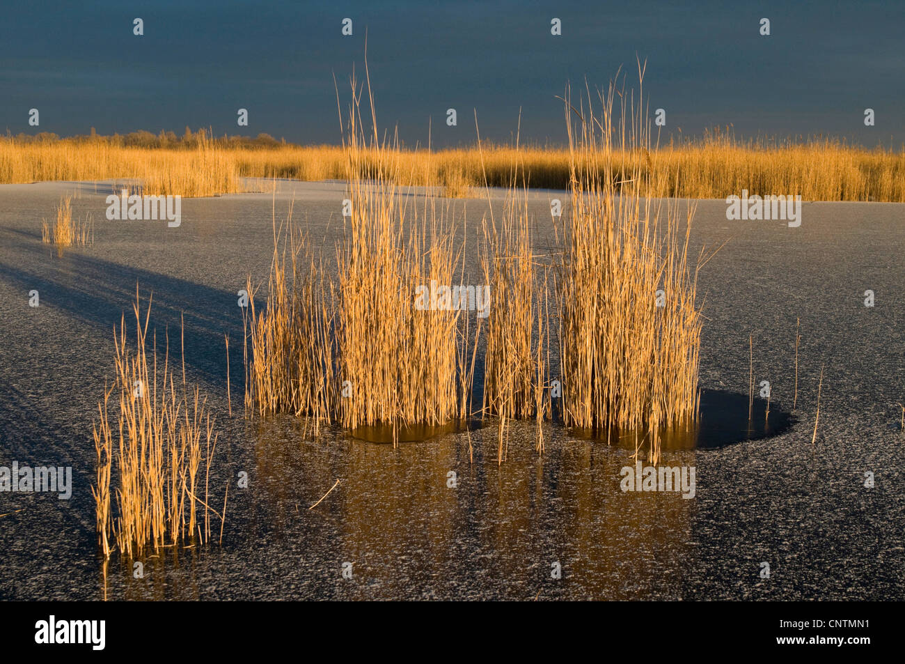 Il lago di Neusiedl in inverno, Austria, Burgenland, Neusiedler See Parco Nazionale Foto Stock