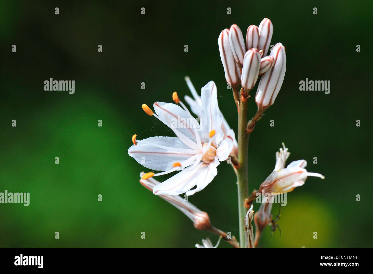 Estate asfodeli, comune asfodeli, tall asphodel (Asphodelus aestivus, Asphodelus microcarpus), infiorescenza, Portogallo Foto Stock