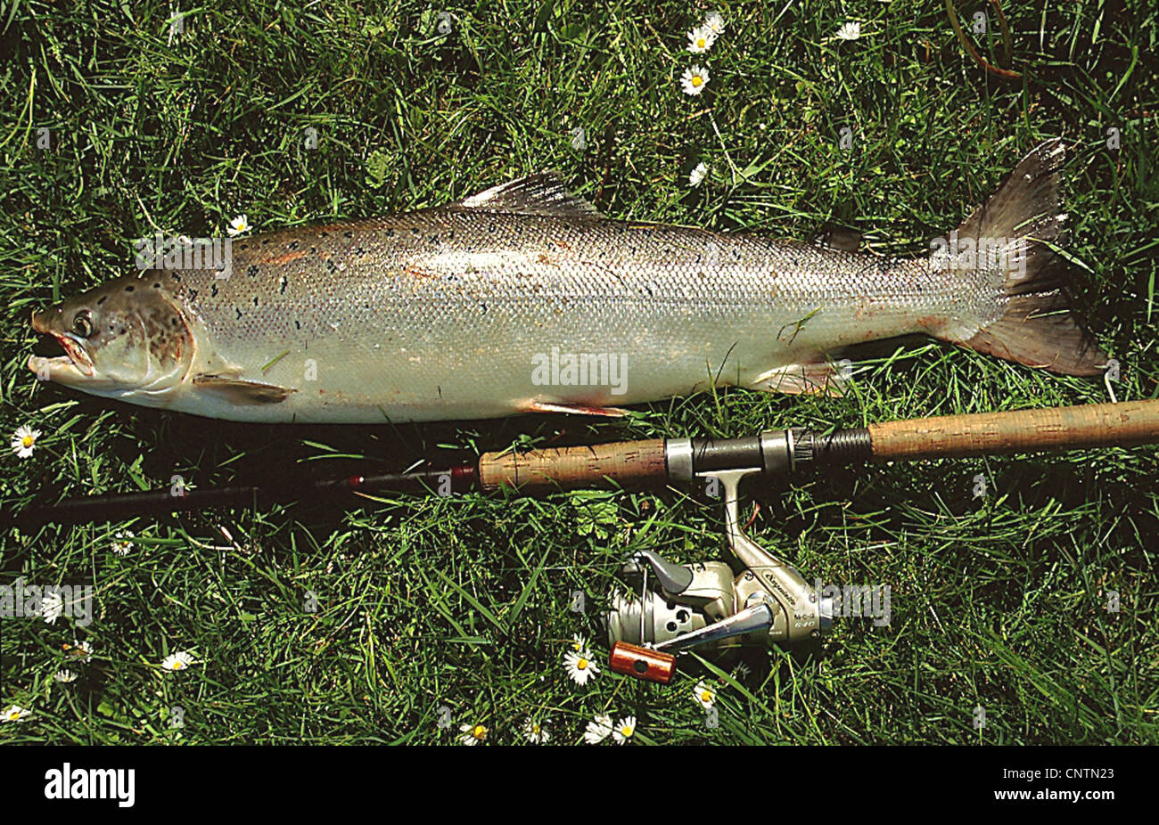 Salmone atlantico, ouananiche, lago di salmone atlantico, senza sbocco sul mare salmone, la Sebago salmone (Salmo salar), angolata giacenti di pesce con una canna da pesca in erba, Irlanda Foto Stock