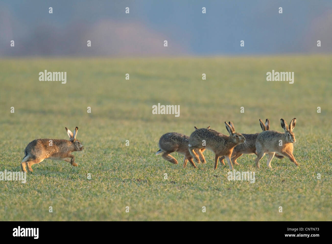 Unione lepre (Lepus europaeus), gruppo su un campo, Germania Foto Stock