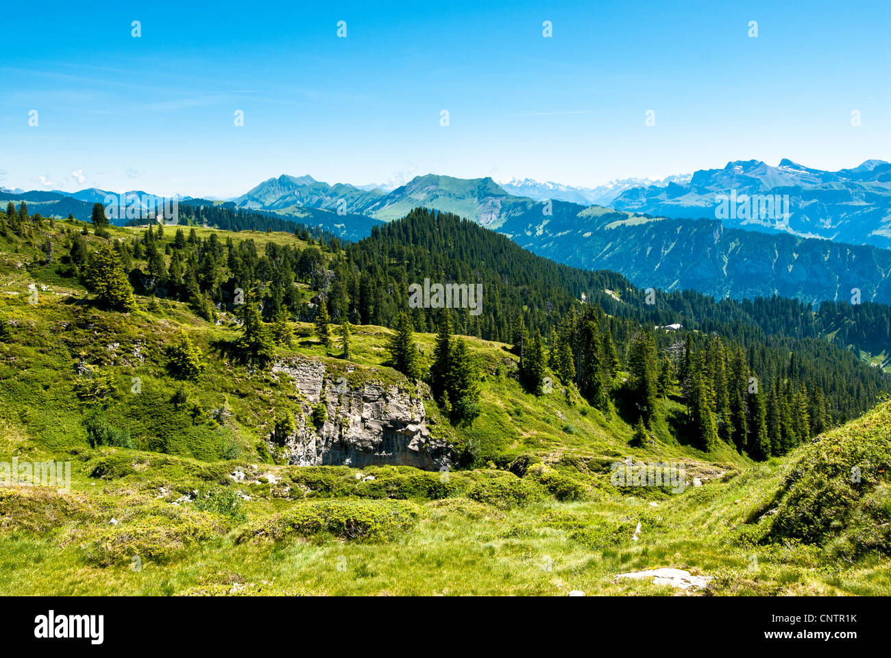 Panorama con prato alpino da Niederhorn guardando ad est, Svizzera Foto Stock