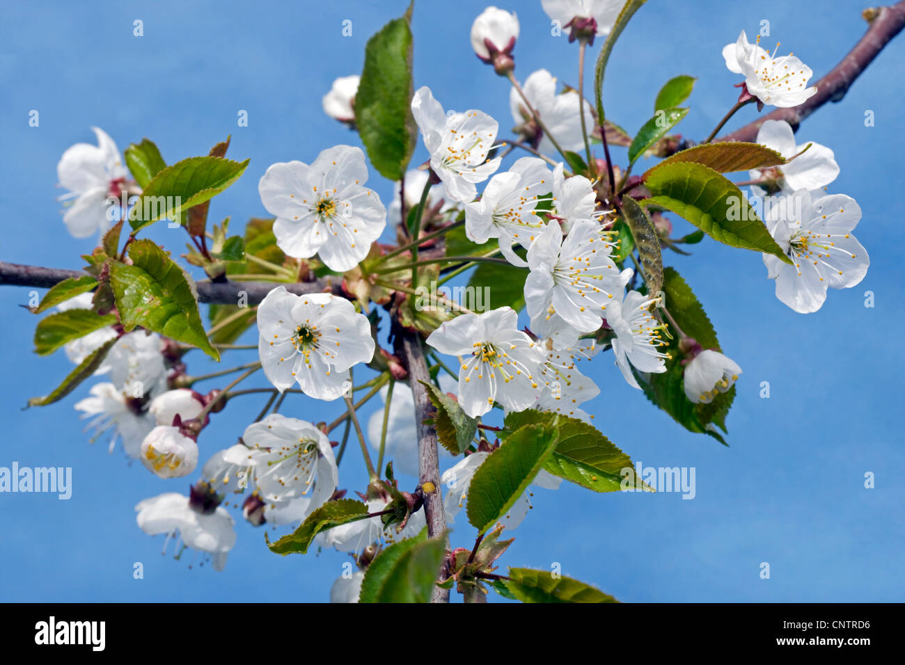 Fioritura di ciliegio selvatico / ciliegio dolce (Prunus avium) con lo  scoppio di boccioli e fiori bianchi che emergono in primavera, Belgio Foto  stock - Alamy