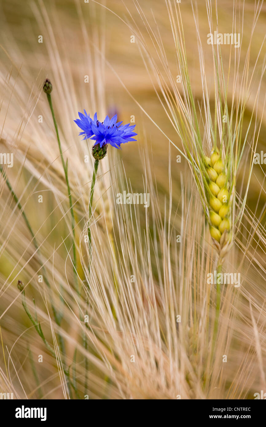 Terreni agricoli con fiori selvaggi e di erbacce come cornflowers (Centaurea cyanus) tra i picchi di frumento in cornfield Foto Stock