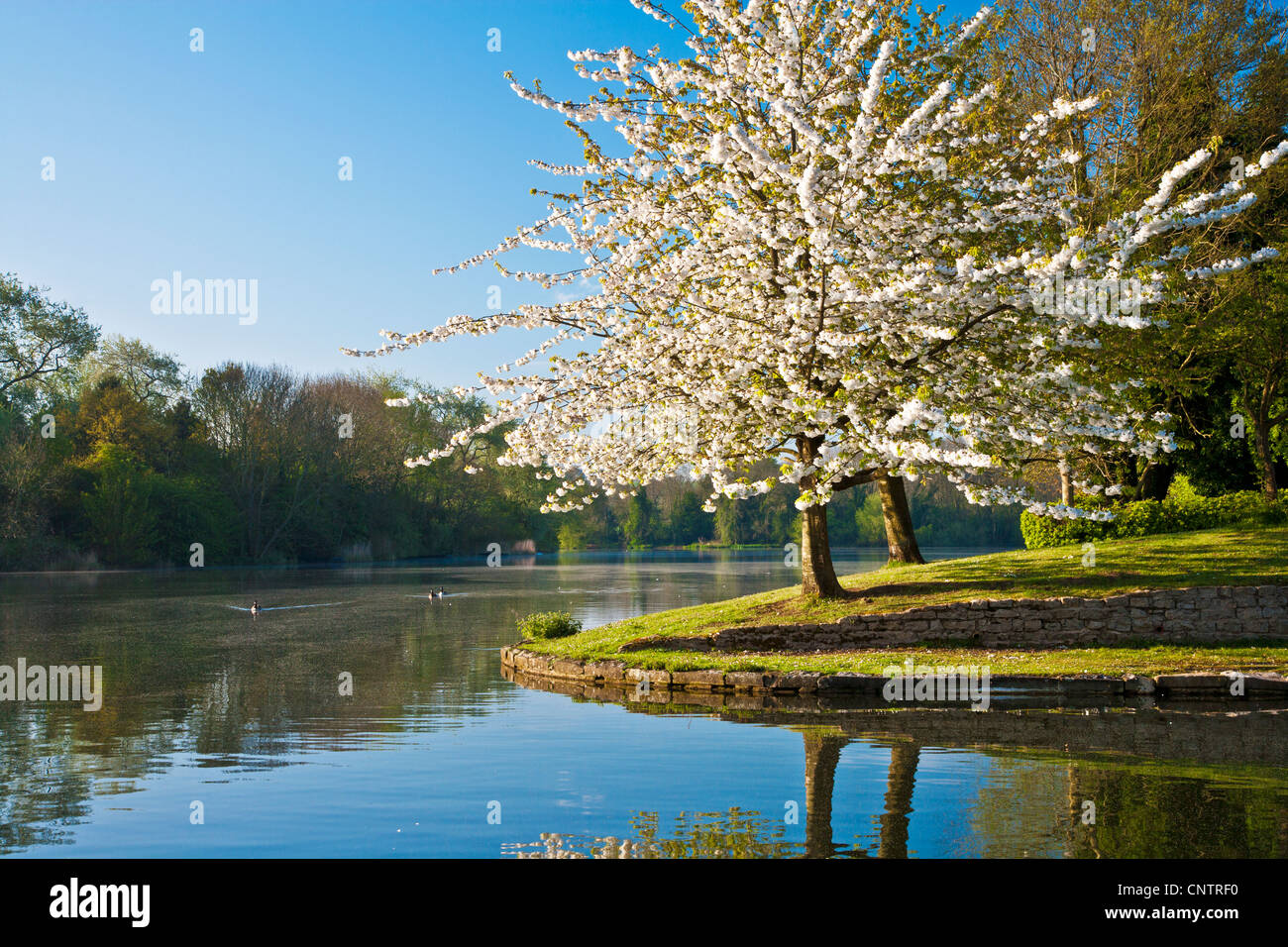 Bianco Ciliegio, Prunus, coperte in fiore dal lago a Coate Water Country Park, Swindon, Wiltshire, Inghilterra, Regno Unito Foto Stock