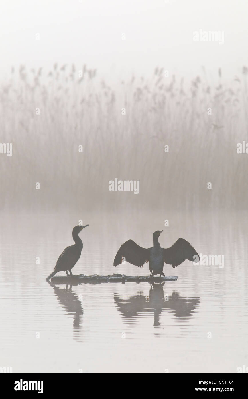 Cormorani che si asciugano fuori in una nebbiosa mattina Foto Stock