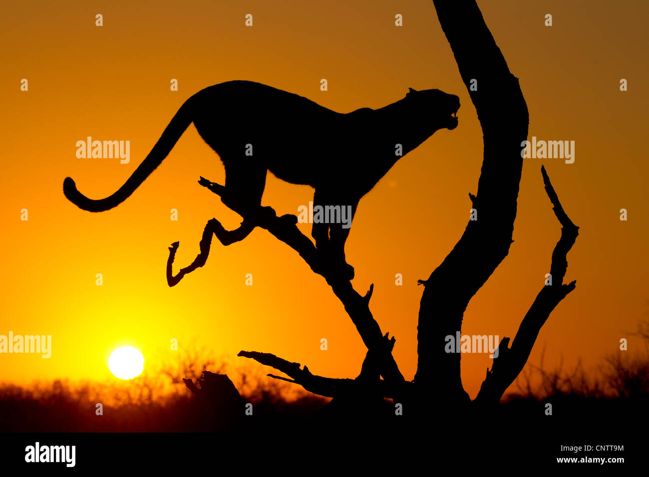 African Leopard (Panthera pardus) all'alba, in Silhouette, Sud Africa Foto Stock