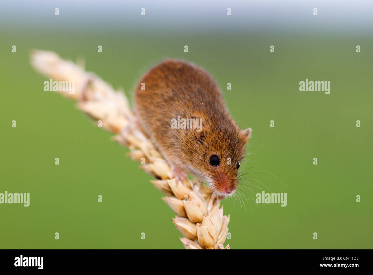 Harvest Mouse; Micromys minutus; sulla spiga del granoturco; Regno Unito Foto Stock