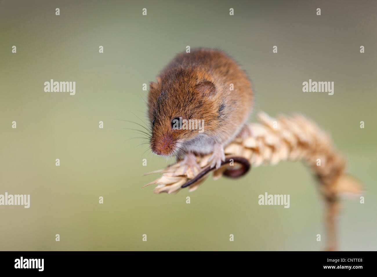 Harvest Mouse; Micromys minutus; sulla spiga del granoturco; Regno Unito Foto Stock