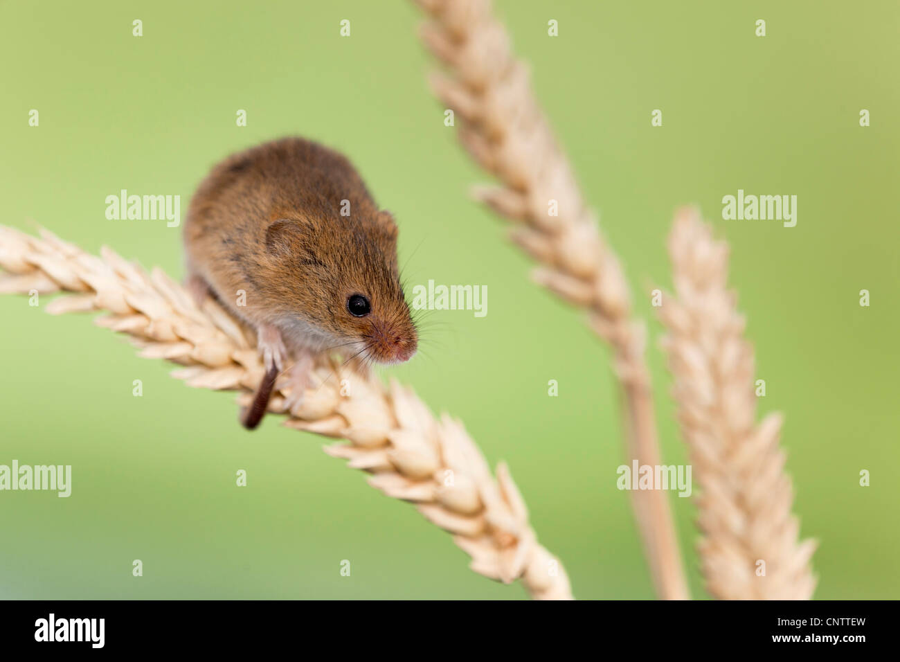Harvest Mouse; Micromys minutus; sulla spiga del granoturco; Regno Unito Foto Stock