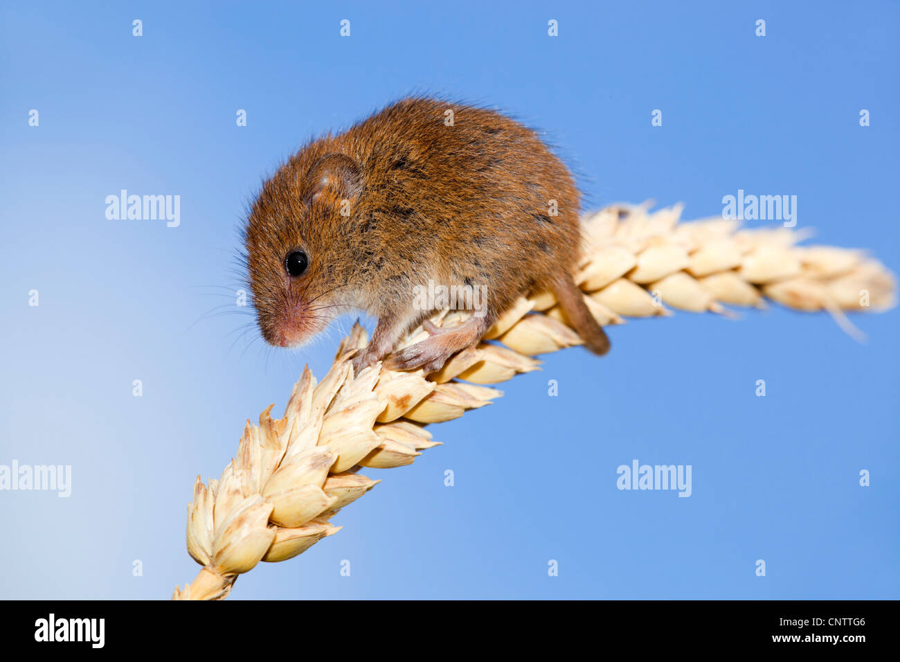 Harvest Mouse; Micromys minutus; sulla spiga del granoturco; Regno Unito Foto Stock