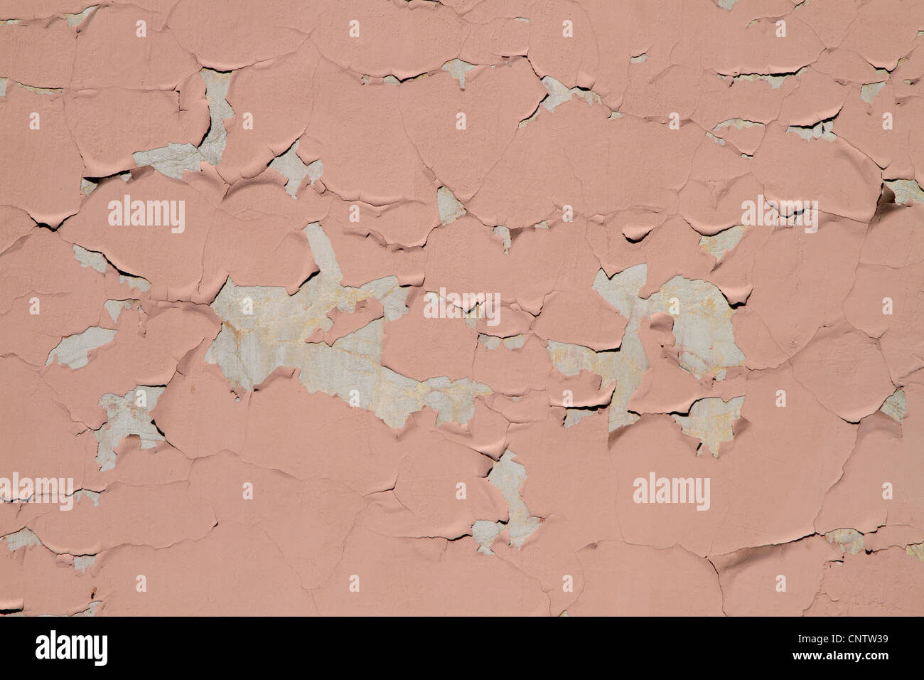 Tessitura di un vecchio muro con scaglie di vernice rosa falling off Foto Stock