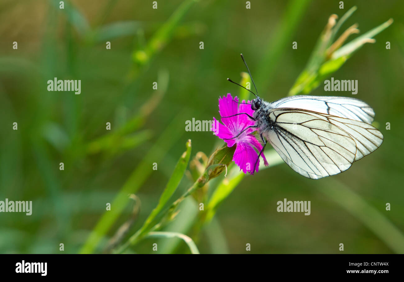 Bianco, striped butterfly si siede sul viola garofano selvatico Foto Stock