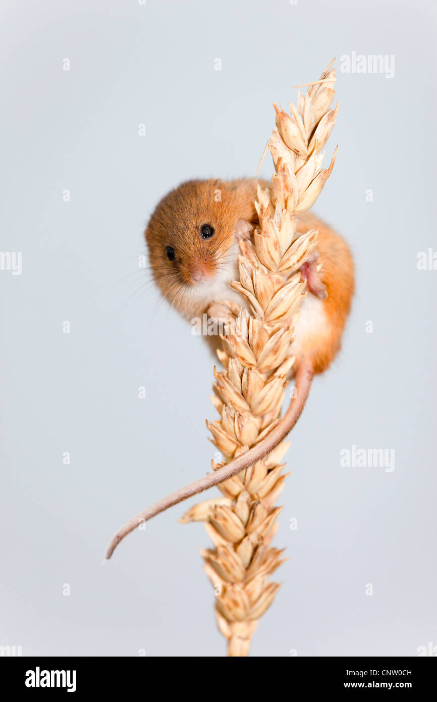 Harvest Mouse; Micromys minutus; sulla spiga del granoturco; Regno Unito Foto Stock