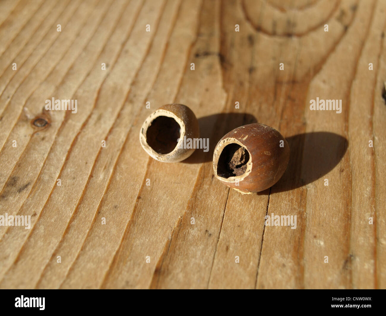 Traccia nutrizionale da hazel ghiro alla nocciola nutshell / Fraßspuren einer Haselmaus un Haselnüssen Foto Stock