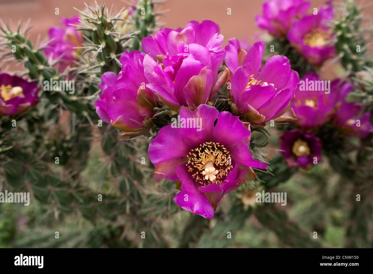 Cholla, eventualmente una canna Cholla (Cylindropuntia imbricata) in fiore a rocce rosse del Parco Statale, Morrison, Colorado Foto Stock