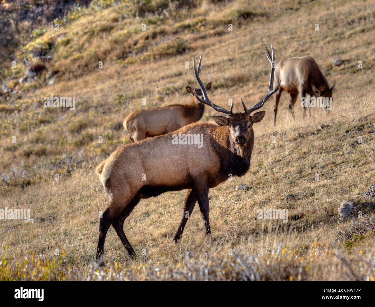 Un elk bull (Cervus elaphus) nel Parco Nazionale delle Montagne Rocciose protegge le proprie vacche da un rivale dietro la telecamera Foto Stock