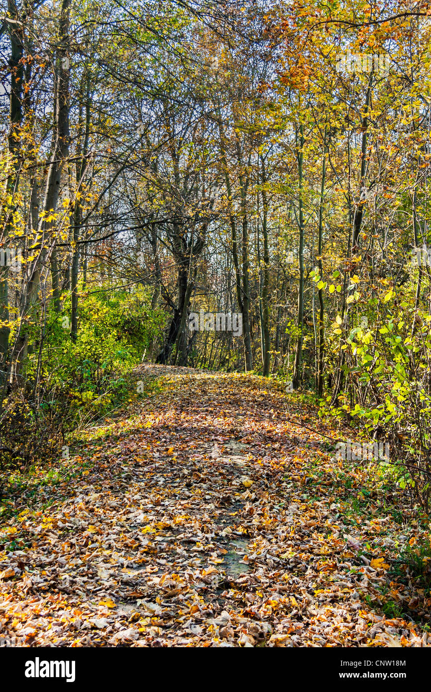 Percorso pedonale coperto con foglie cadute, Foto Stock