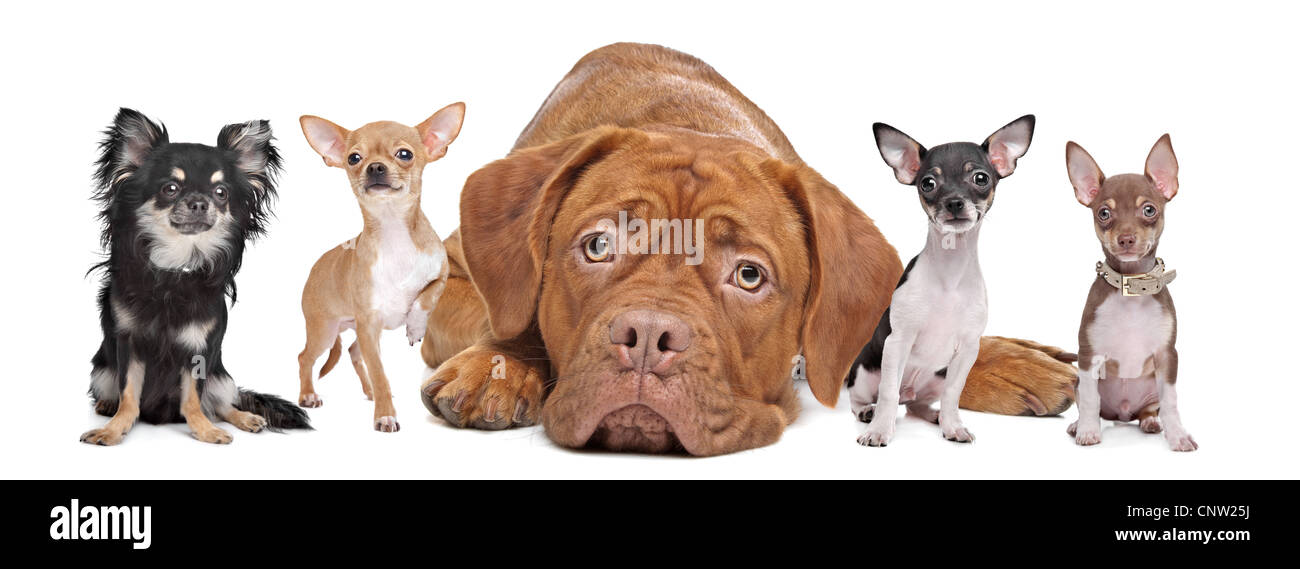 Quattro chihuahua cani e un Dogue de Bordeaux davanti a uno sfondo bianco. Foto Stock