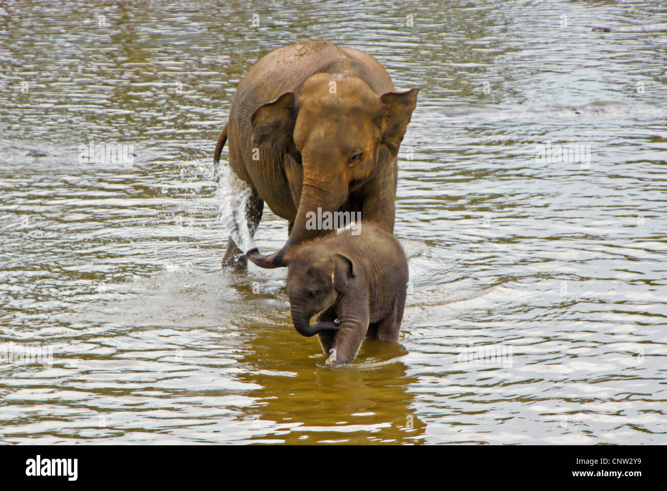 Elefante asiatico con vitello, Pinnawala l'Orfanotrofio degli Elefanti, Kegalle, Sri Lanka Foto Stock