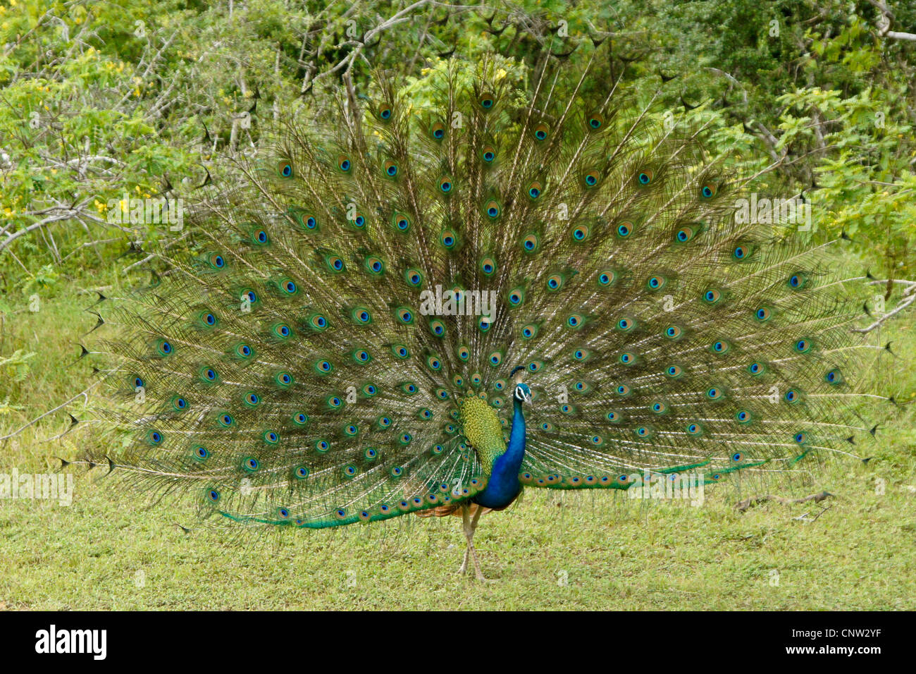 Maschio blu indiano peafowl (peacock) Visualizzazione, Yala National Park, Sri Lanka Foto Stock
