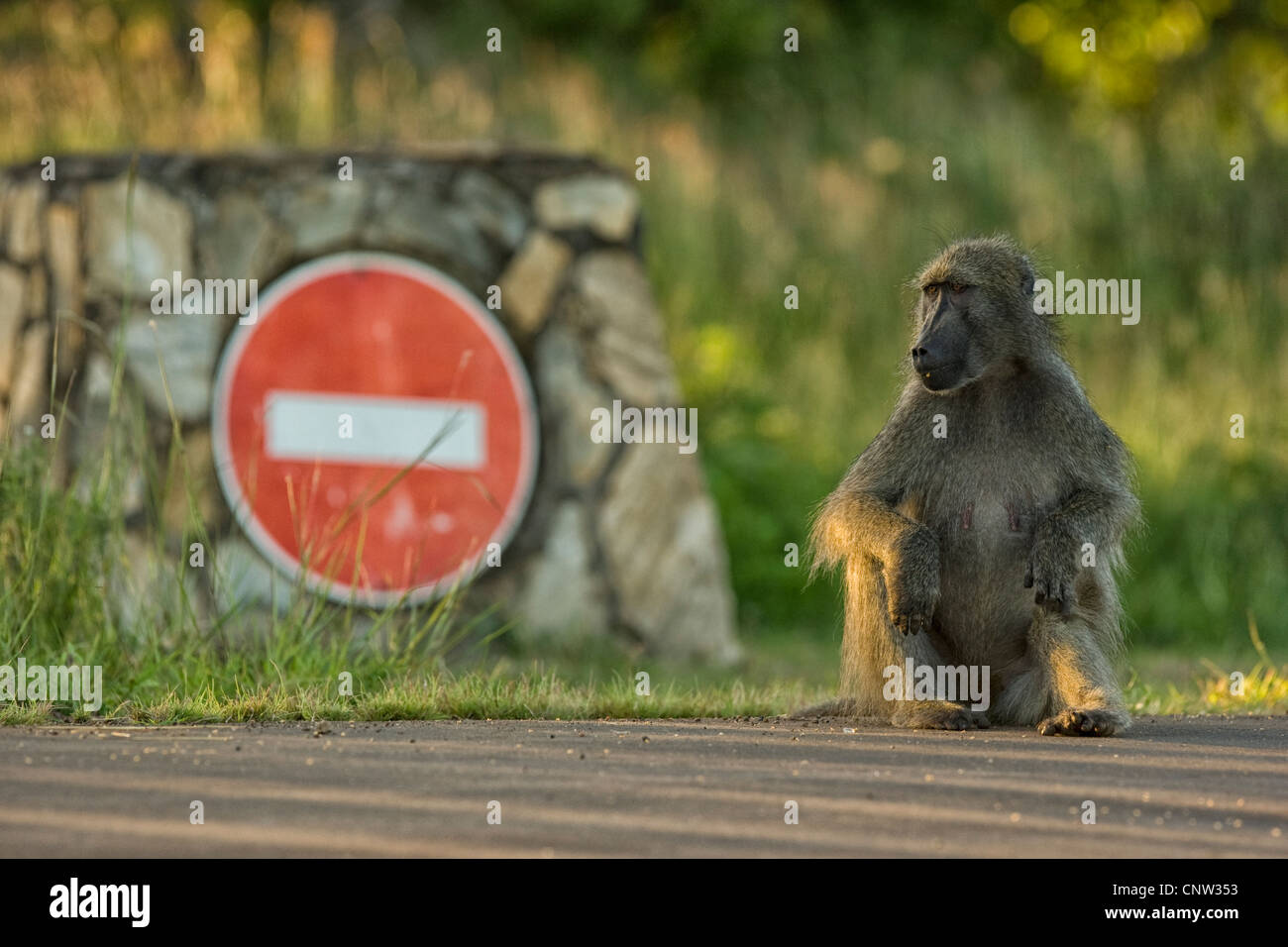 Un babbuino fornendo sicurezza bush nel Parco Nazionale di Kruger. Foto Stock