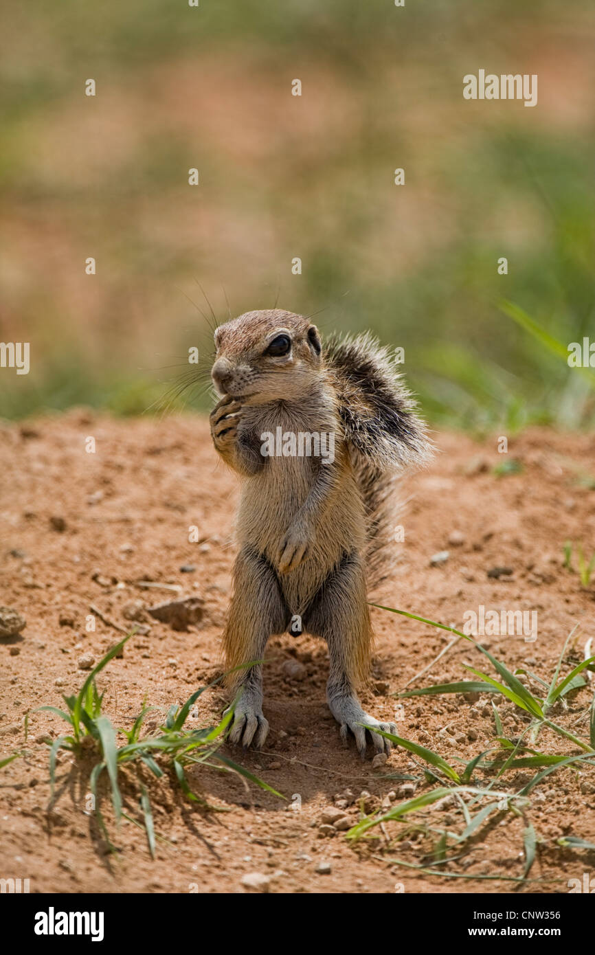 Una massa del capo scoiattolo fotografato nel deserto del Kalahari. Foto Stock