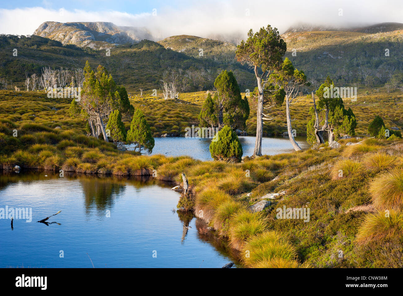 Mountain tarns inanellato con matita pini in Cradle Mountain - lago St Clair Parco nazionale Tasmania Australia Foto Stock