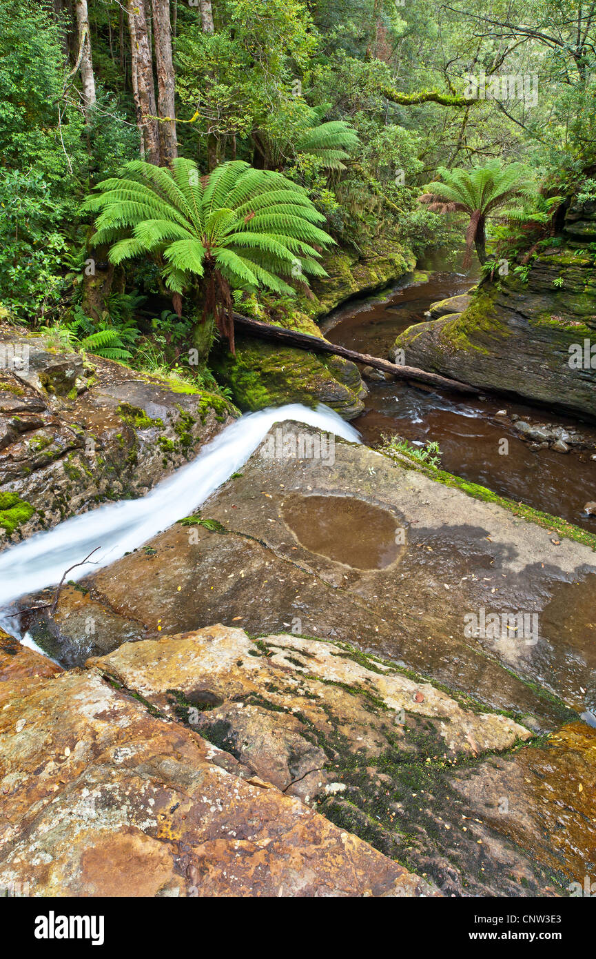 Una cascata di stretta spara su una sporgenza in un verde ferny voragine del Fiume Liffey nel Liffey Falls riserva statale Tasmania. Foto Stock