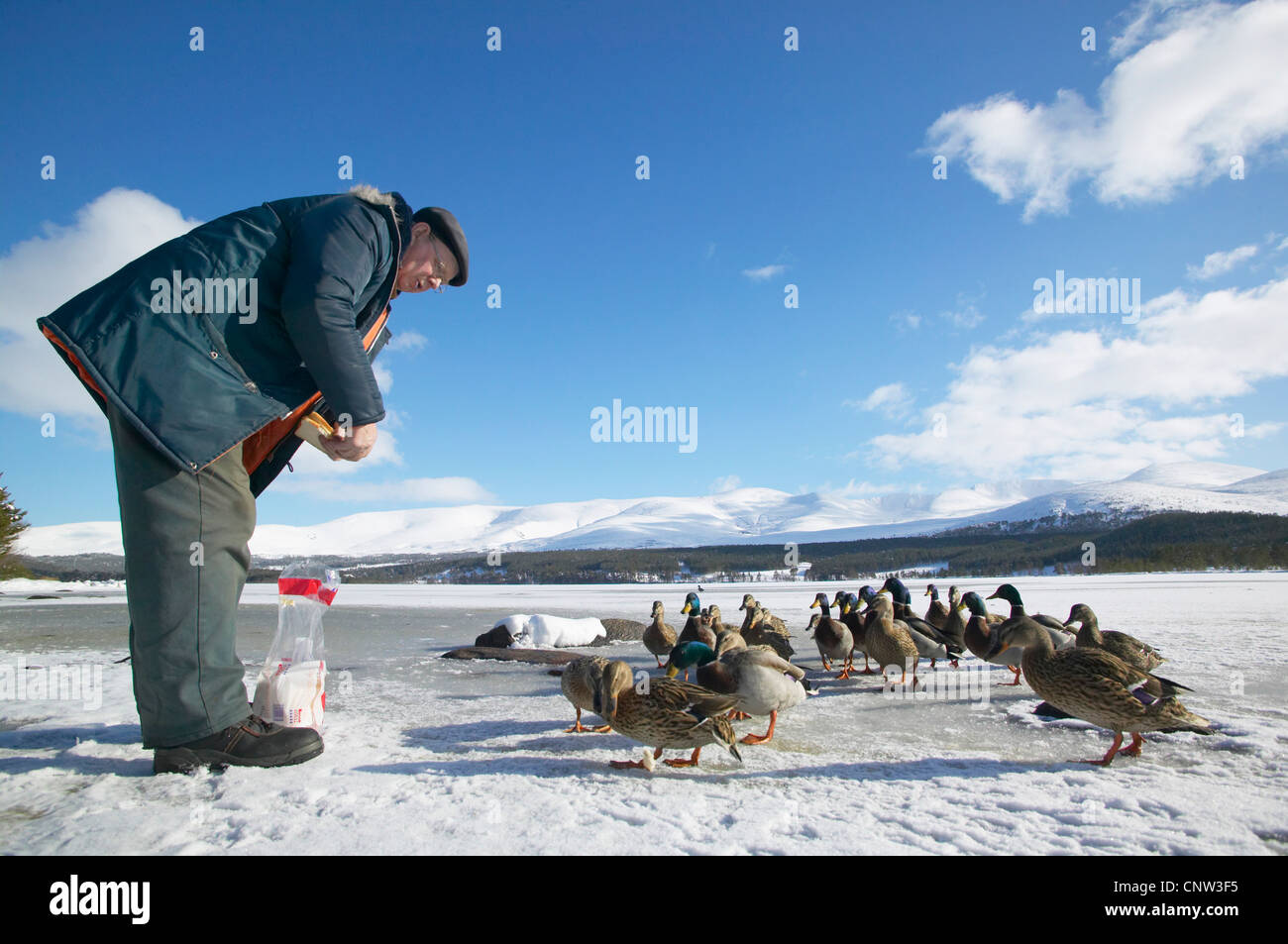 Il germano reale (Anas platyrhynchos), vecchio uomo l'alimentazione di una coppia di uccelli su un lago ghiacciato, Regno Unito, Scozia, Cairngorms National Park Foto Stock