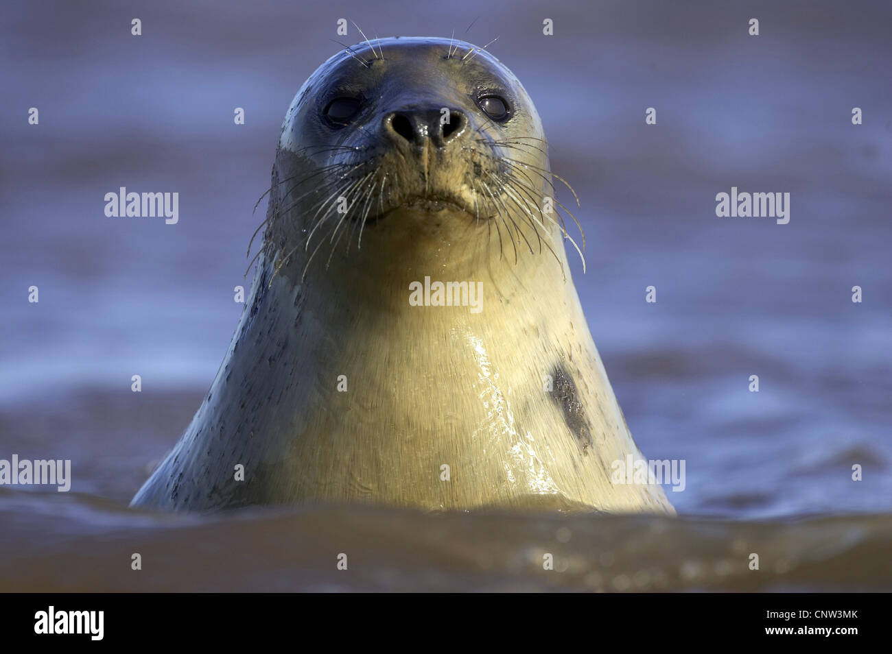 Guarnizione grigio (Halichoerus grypus), femmina adulta guardando fuori dall'acqua, Regno Unito Inghilterra Foto Stock